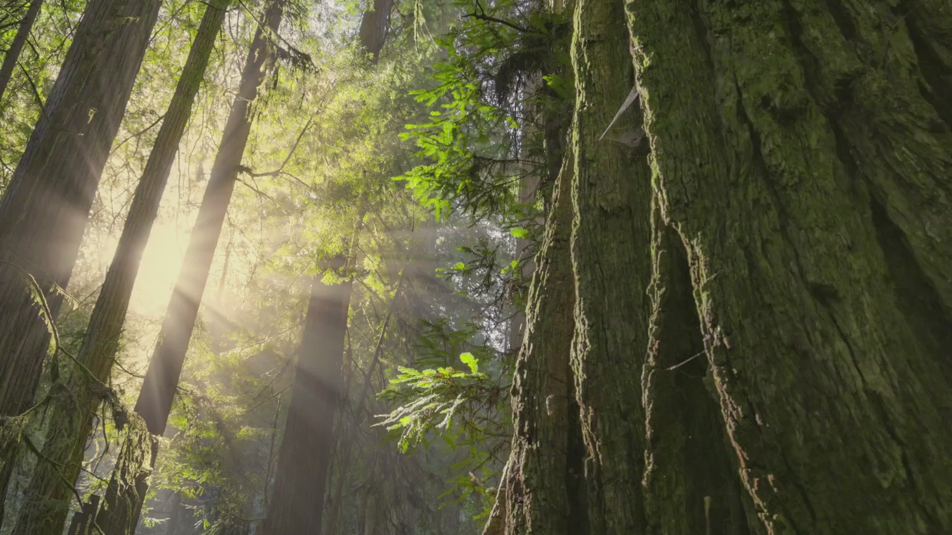 동영상 로드: Enable Automatic Playback